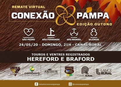 Remate Virtual Conexão Pampa oferta 250 ventres e 60 touros neste domingo